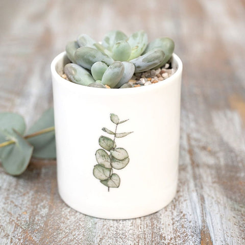 Eucalyptus Fine Bone China Pot in a Gift Box